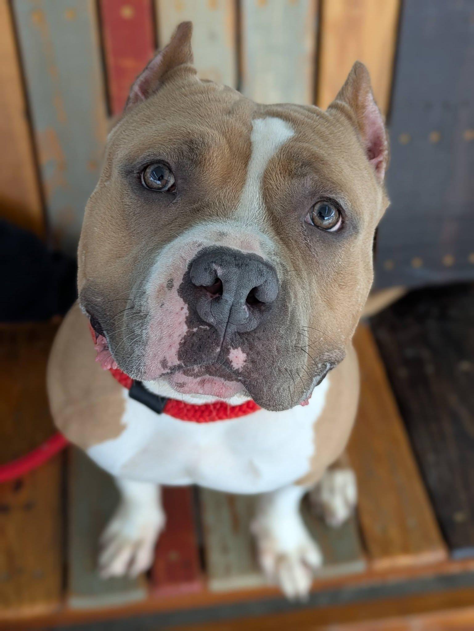 Enlarge Mocha, a ADOPTABLE Terrier in North Syracuse, NY image 3/3