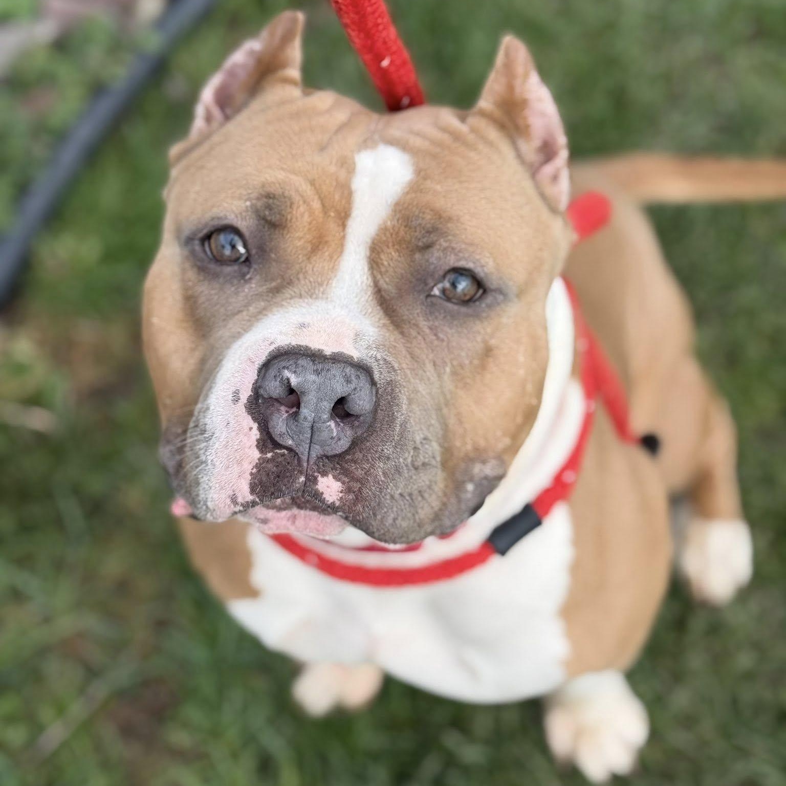 Mocha, ADOPTABLE, Young Female Terrier.