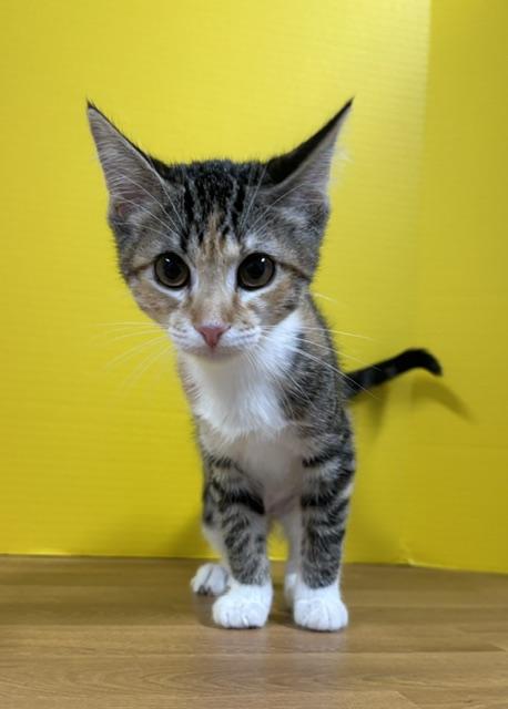 Washu, Adopted, Kitten Female Domestic Short Hair.