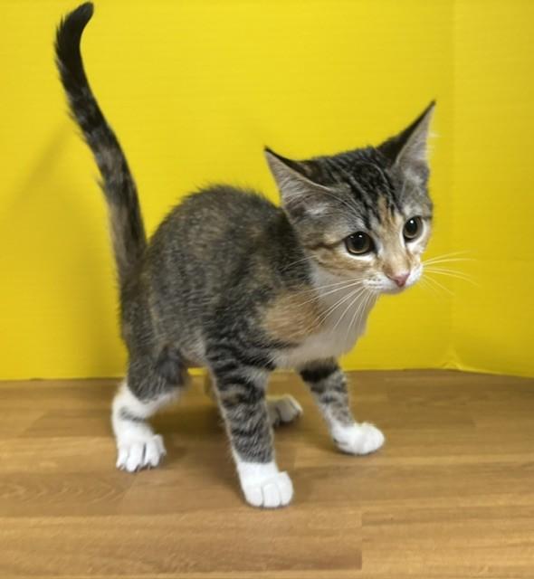 Enlarge Washu, a Adopted Domestic Short Hair in Hawk Point, MO image 3/3