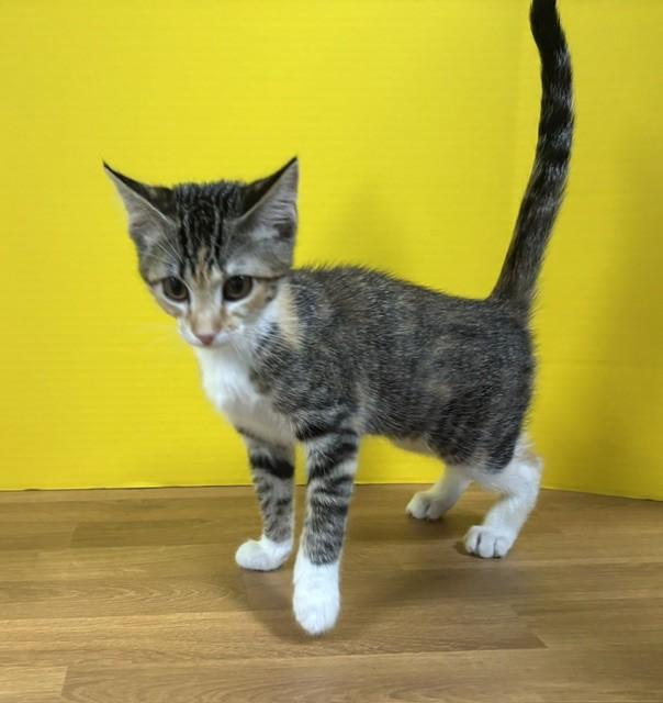 Enlarge Washu, a Adopted Domestic Short Hair in Hawk Point, MO image 2/3