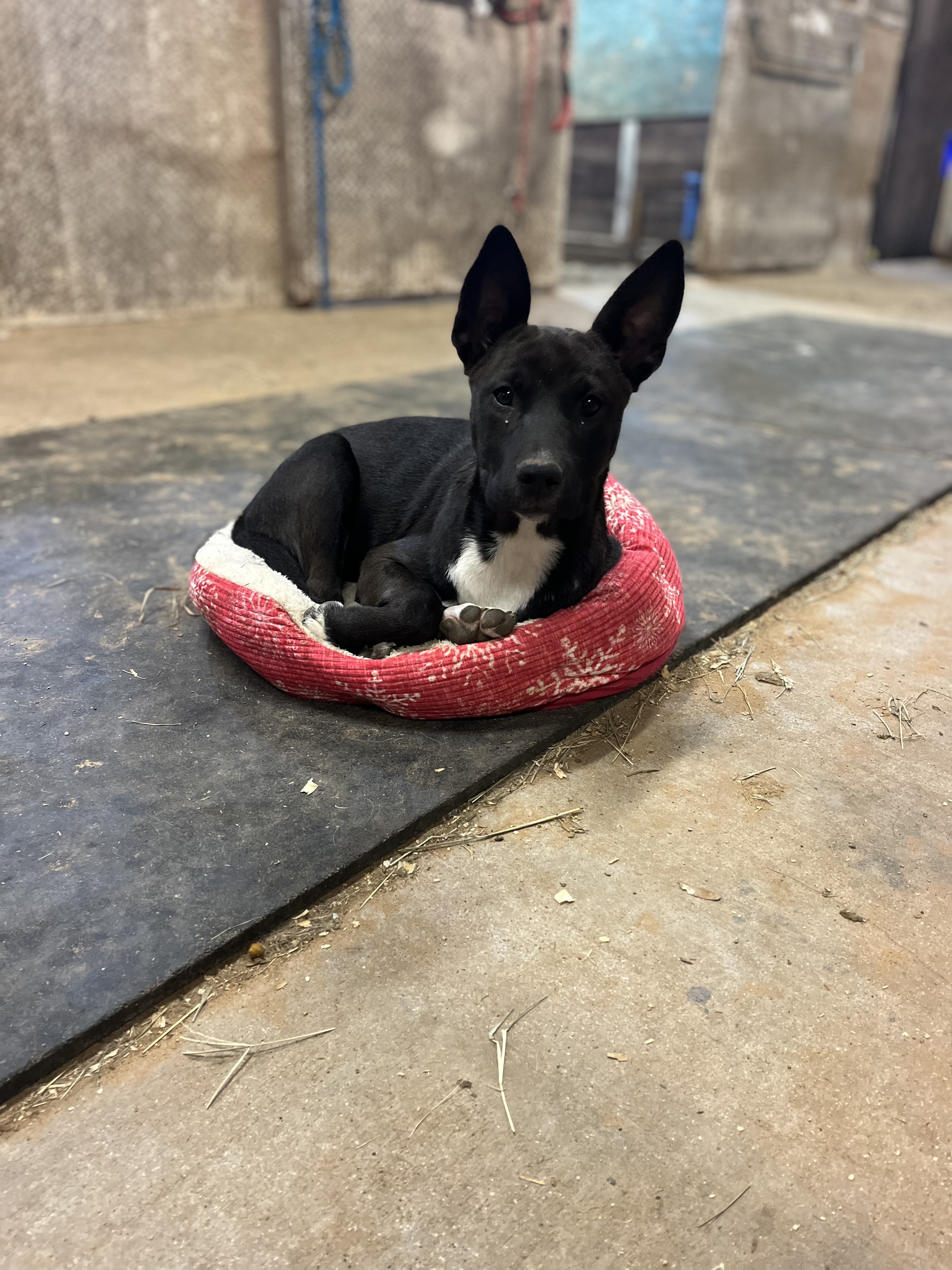 Muffin, a Adoptable Terrier in Paradise, TX image 1/3