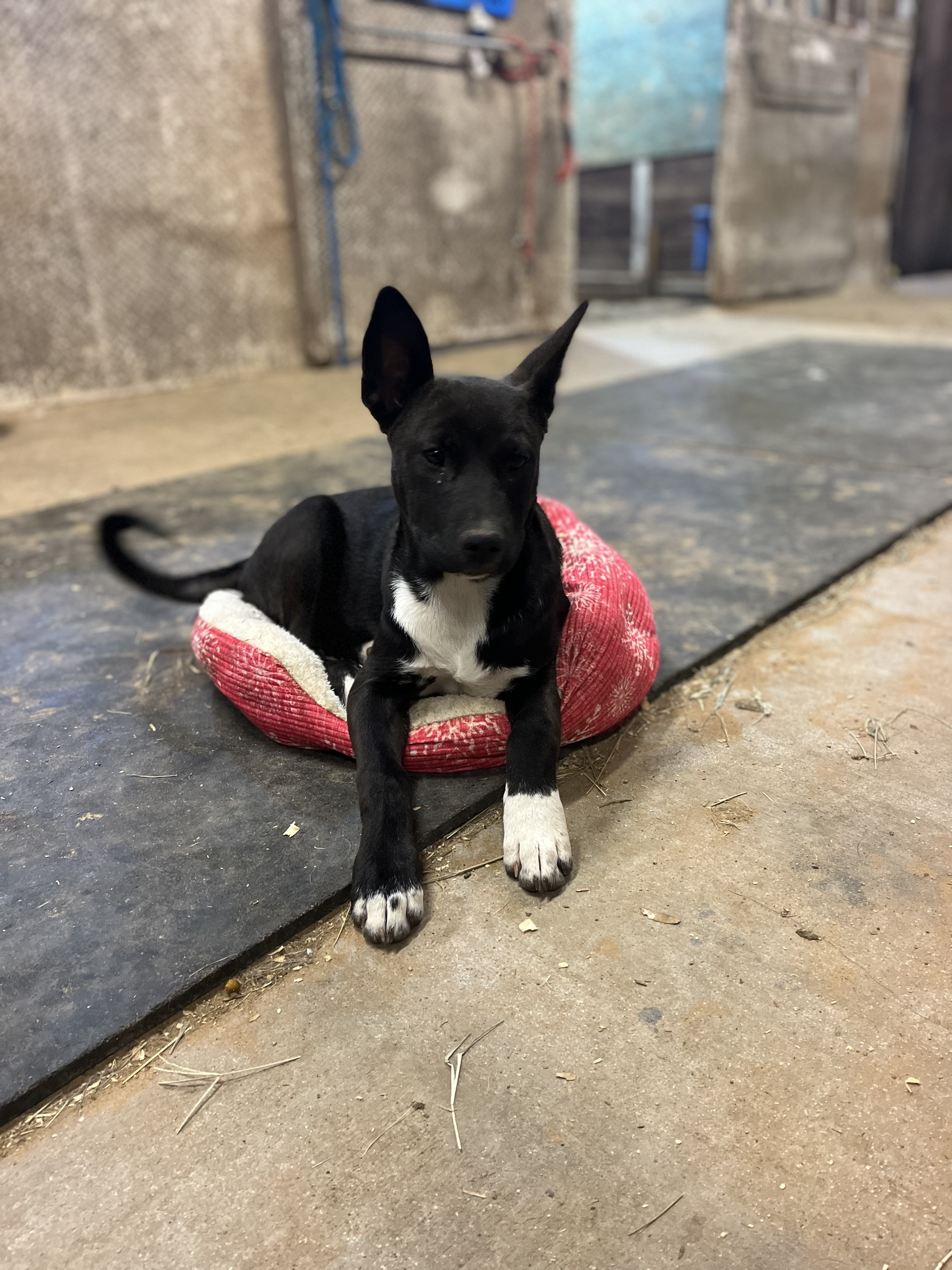 Muffin, Young Female Terrier