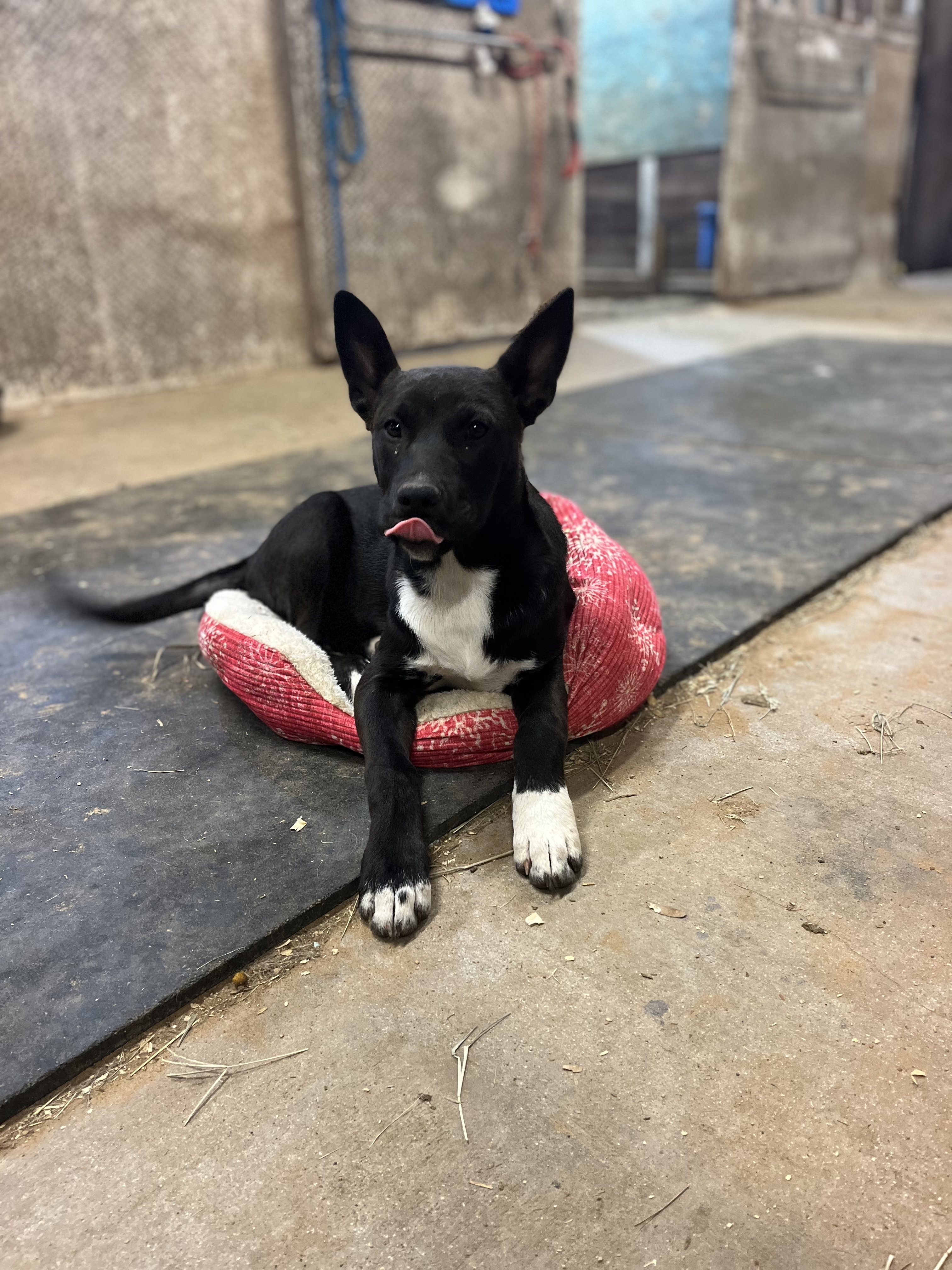 Muffin, a Adoptable Terrier in Paradise, TX image 3/3