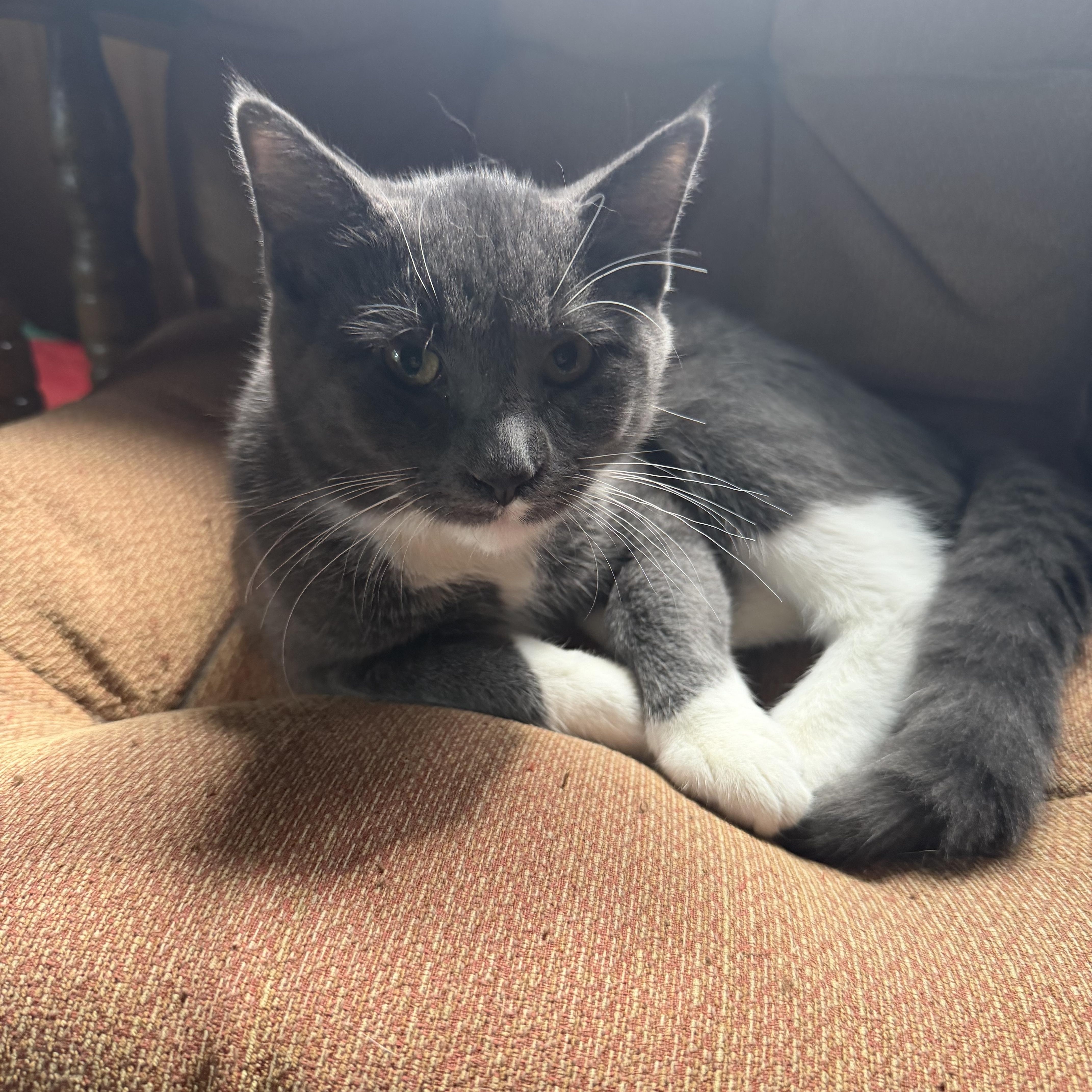Enlarge Shane, a Adoptable Domestic Short Hair in Aitkin, MN image 2/2