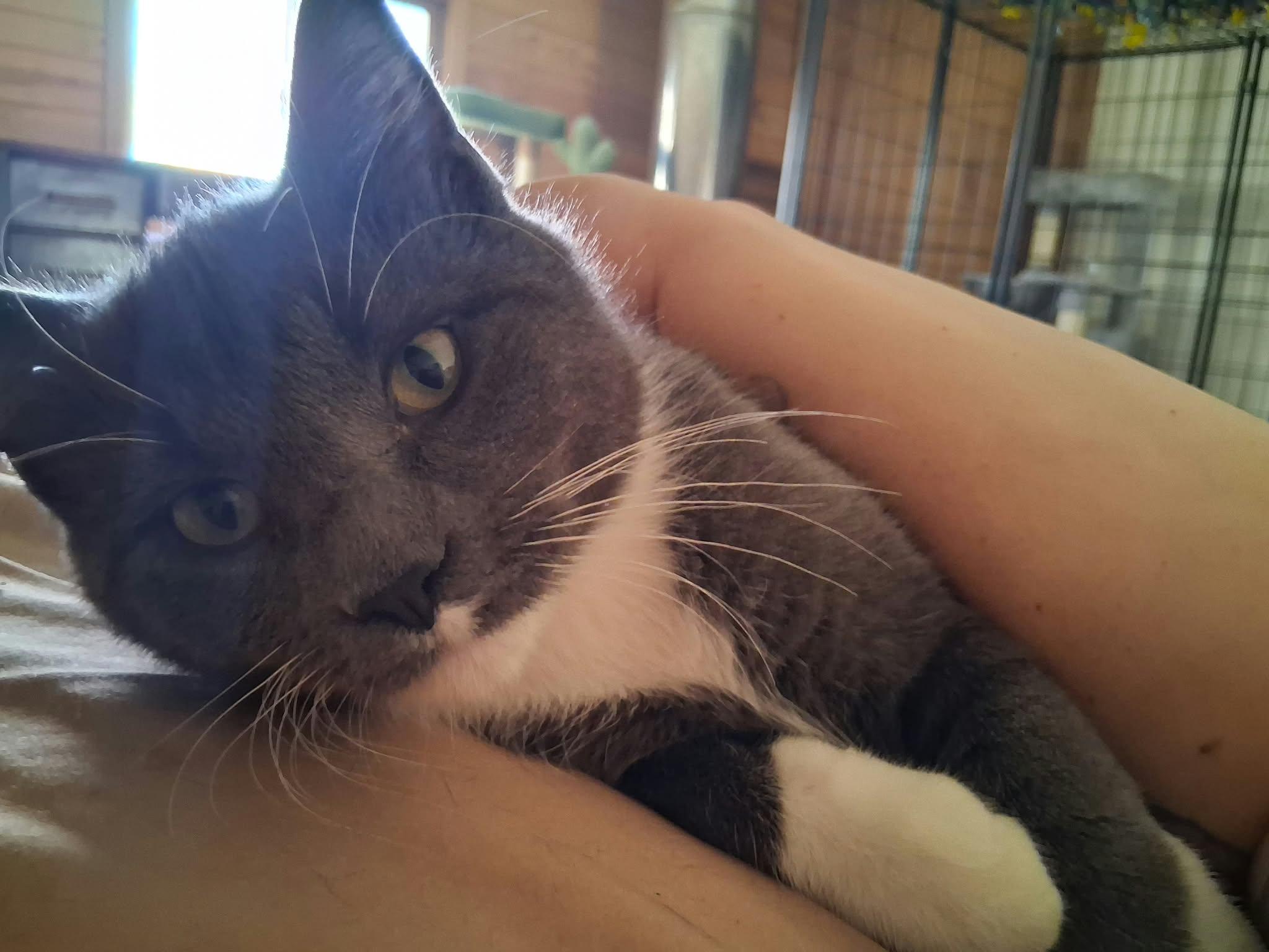 Shane, Adoptable, Young Male Domestic Short Hair.