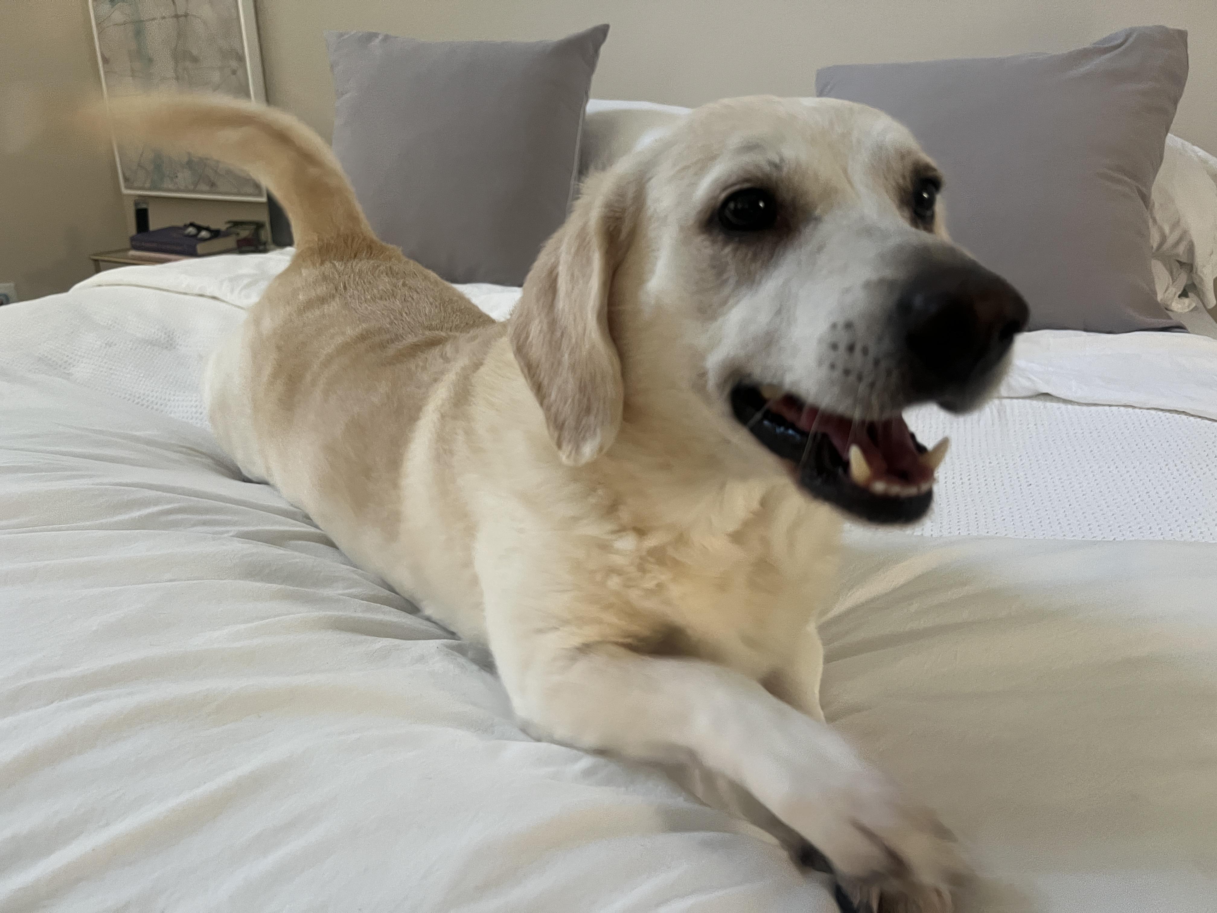 Enlarge Archer, a Adoptable mixed breed in Austin, TX image 3/4