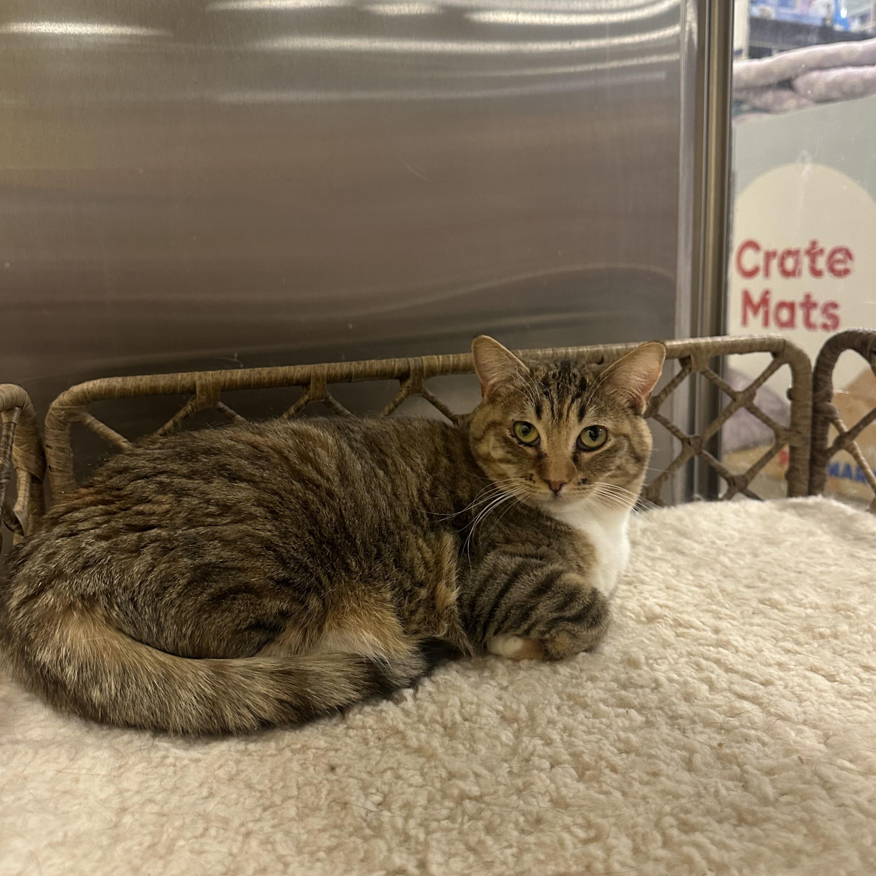 Enlarge Mary Jane, a ADOPTABLE Domestic Short Hair in Missoula, MT image 1/1