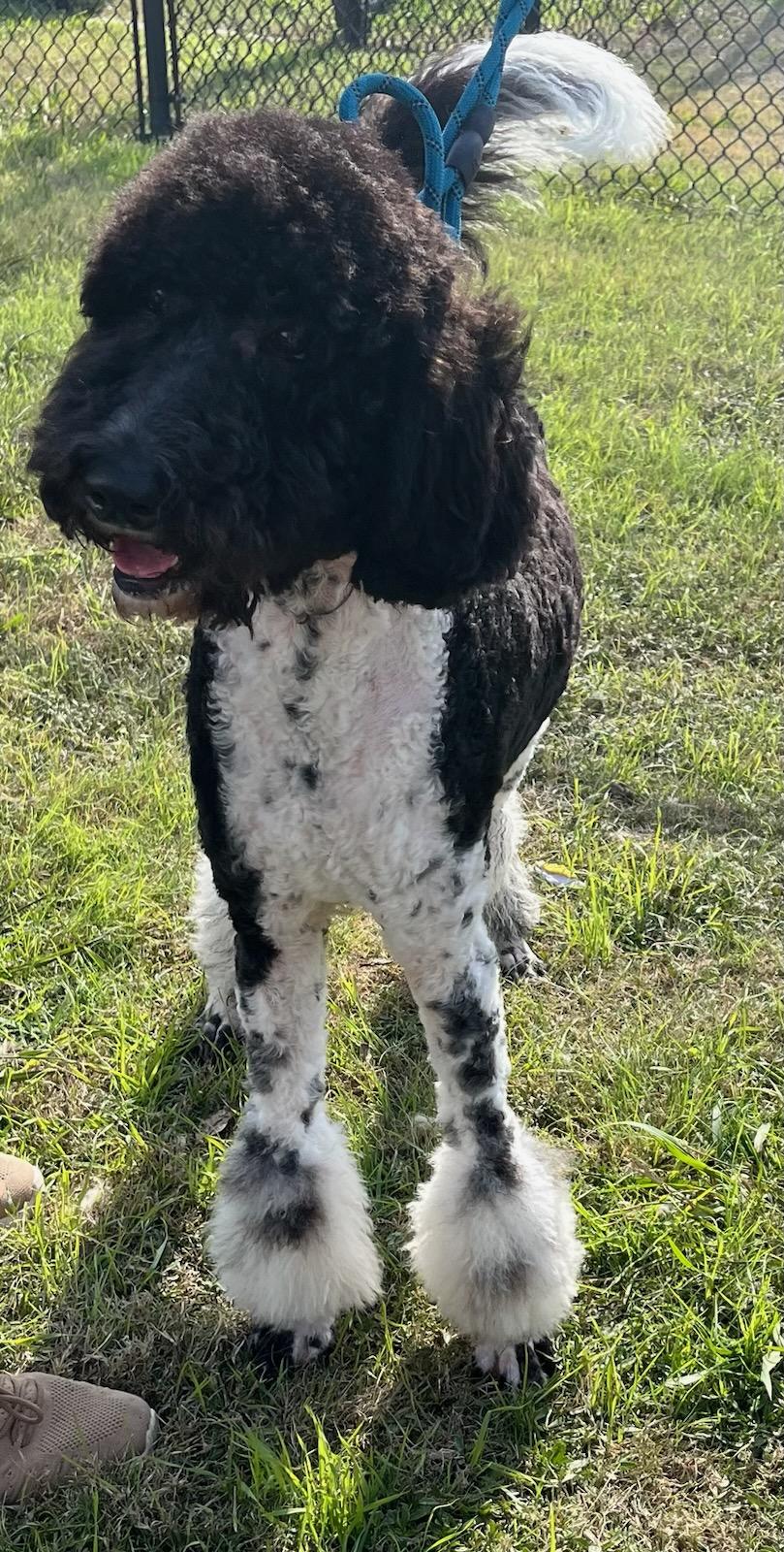 Casanova thumbnail 3