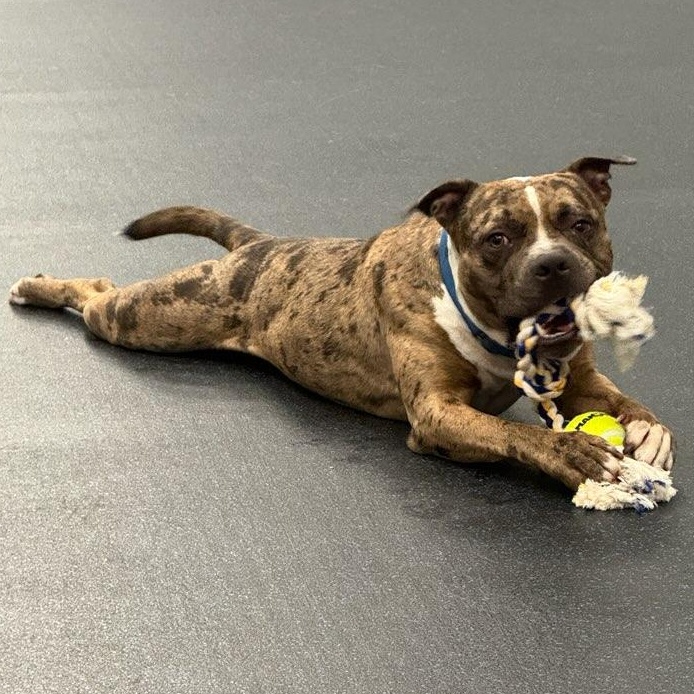 Deuce, ADOPTABLE, Young Male American Bully.