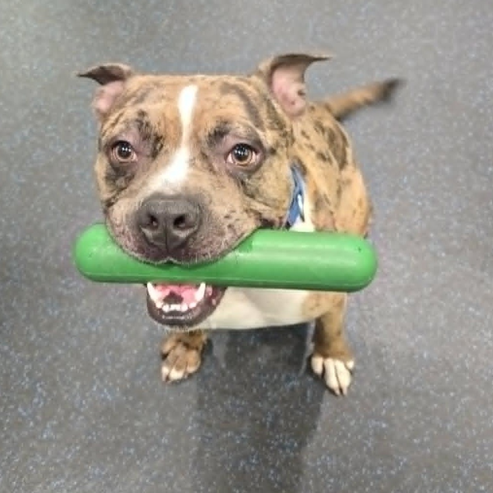 Deuce, a ADOPTABLE mixed breed in Watertown, WI image 3/4