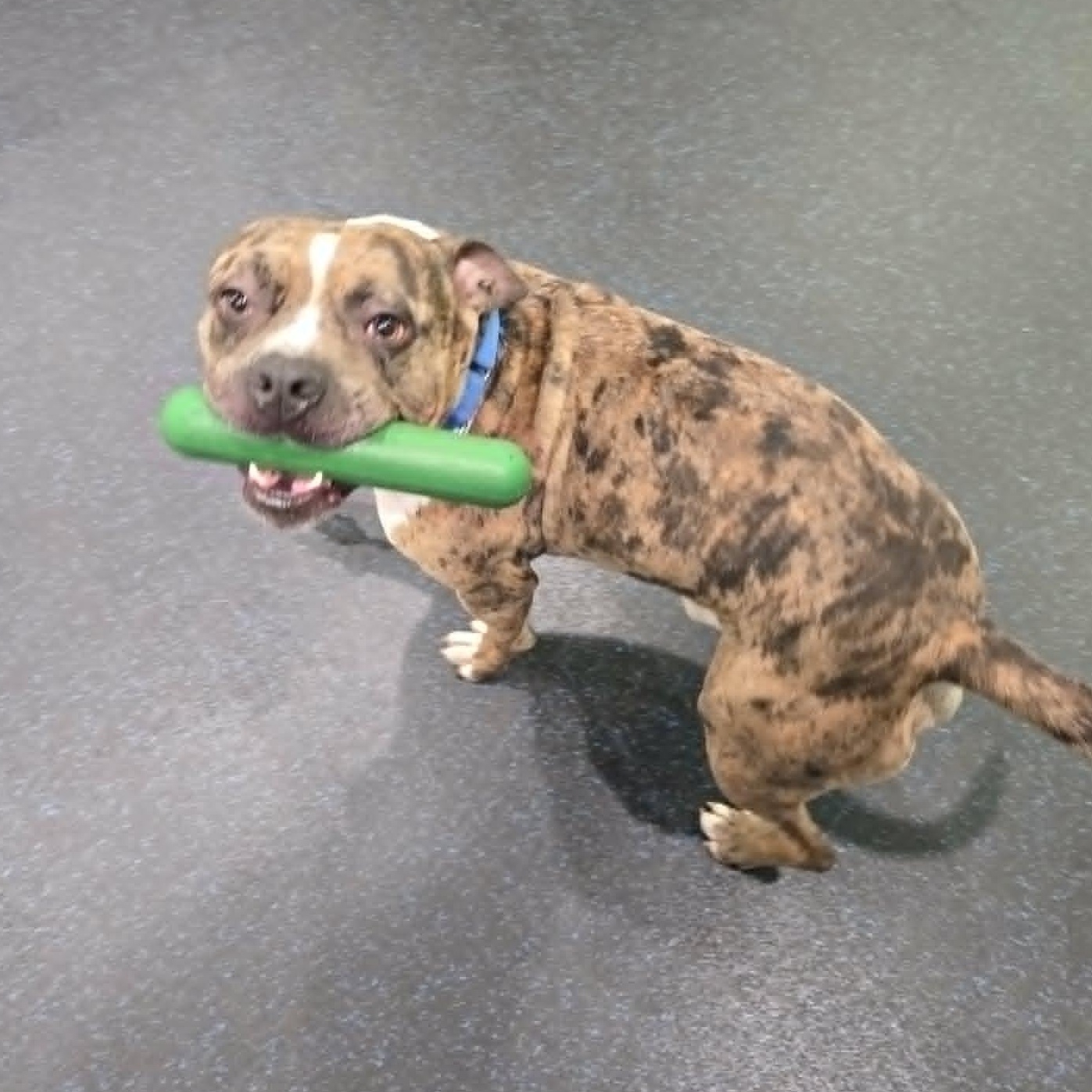 Deuce, a ADOPTABLE mixed breed in Watertown, WI image 2/4