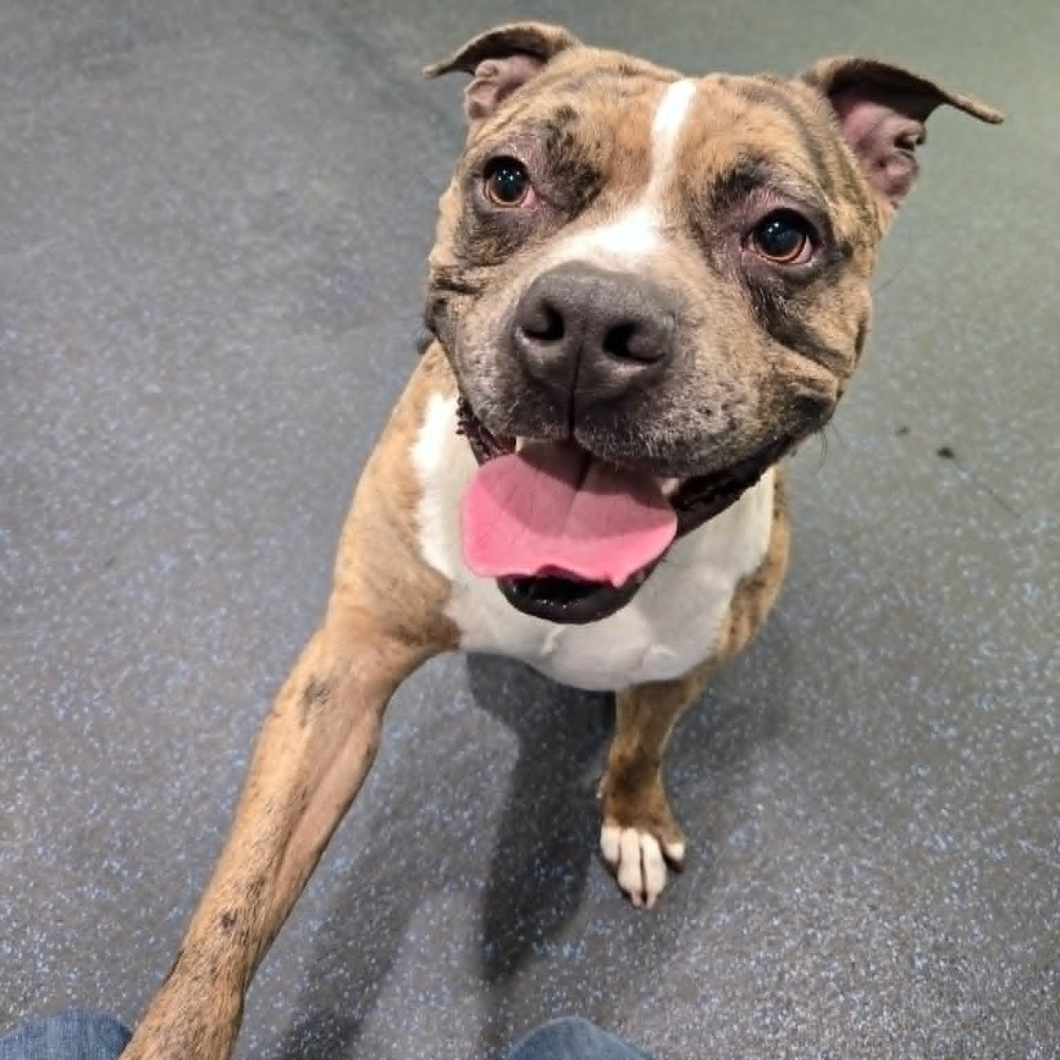 Deuce, a ADOPTABLE mixed breed in Watertown, WI image 1/4