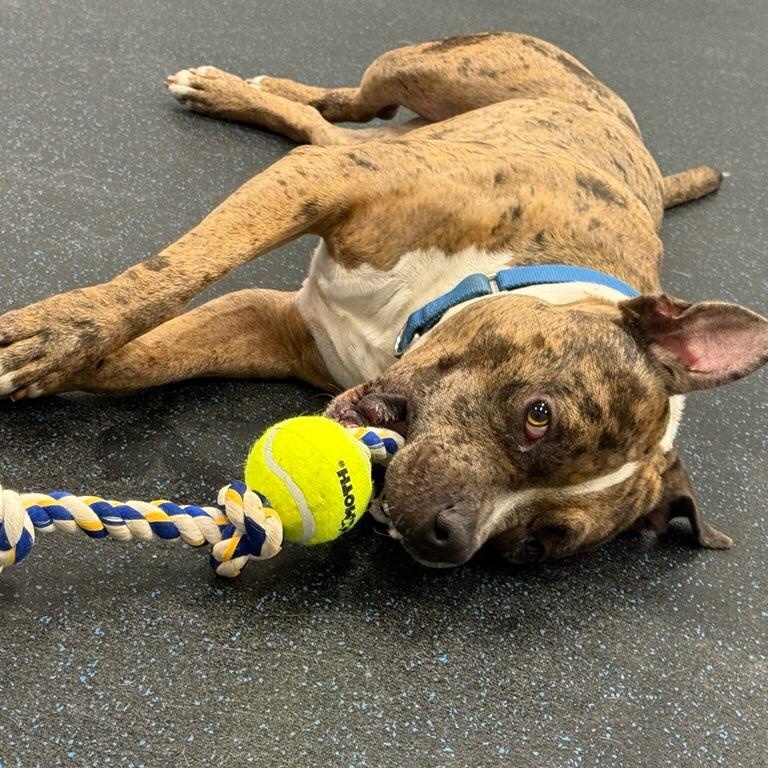 Enlarge Deuce, a ADOPTABLE mixed breed in Watertown, WI image 6/6