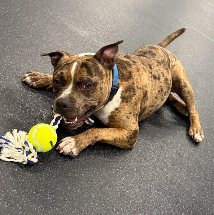 Enlarge Deuce, a ADOPTABLE mixed breed in Watertown, WI image 2/6
