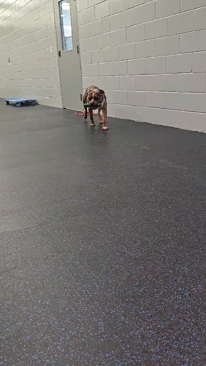 Enlarge Deuce, a ADOPTABLE mixed breed in Watertown, WI video 4/4