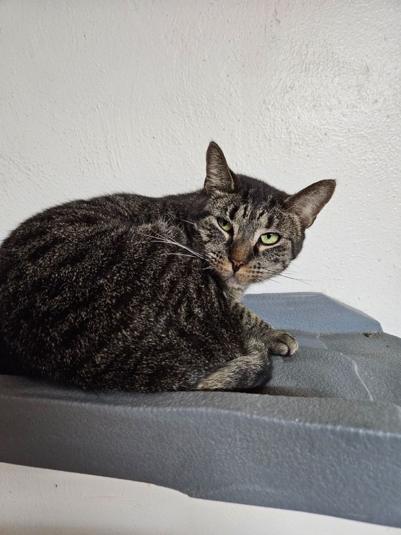 Richard, an adoptable Domestic Short Hair in Salem, OH_image-1
