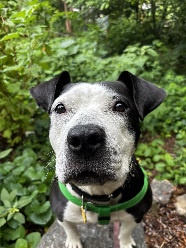 Capri, Adoptable, Adult Female Mixed Breed.