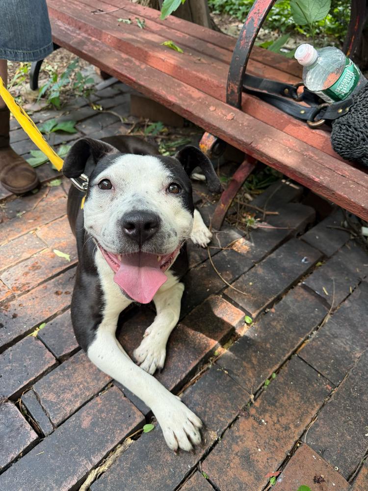 Enlarge Capri, a Adoptable mixed breed in New York, NY image 2/5