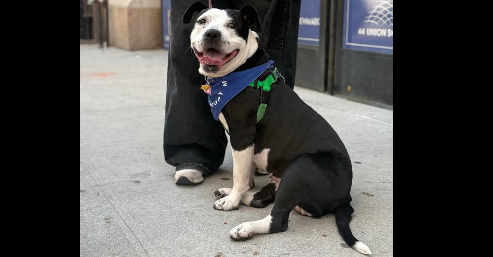 Enlarge Capri, a Adoptable mixed breed in New York, NY image 3/5