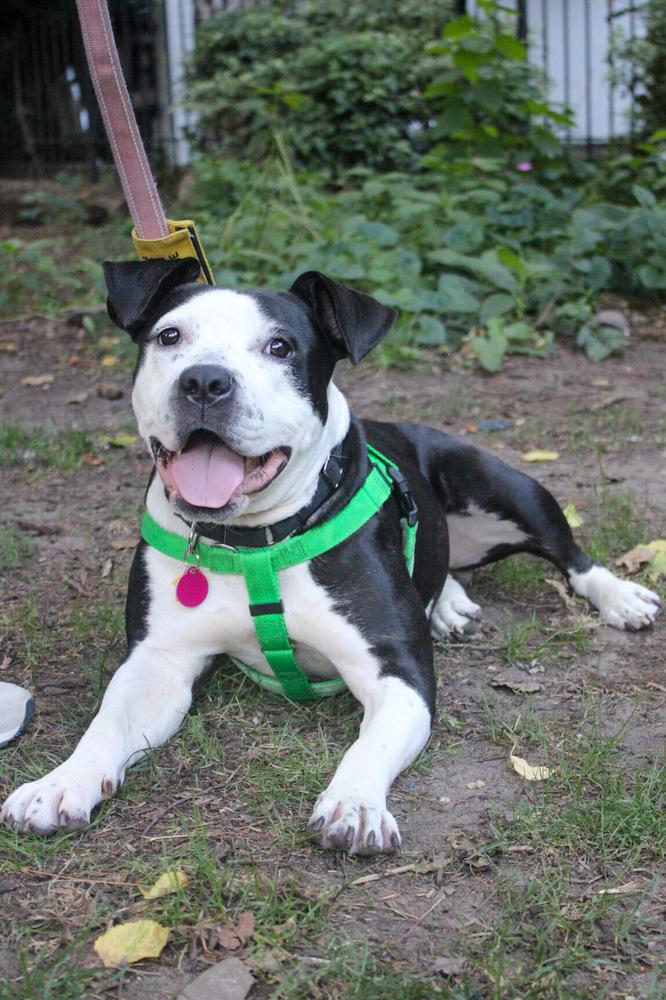 Enlarge Capri, a Adoptable mixed breed in New York, NY image 4/5