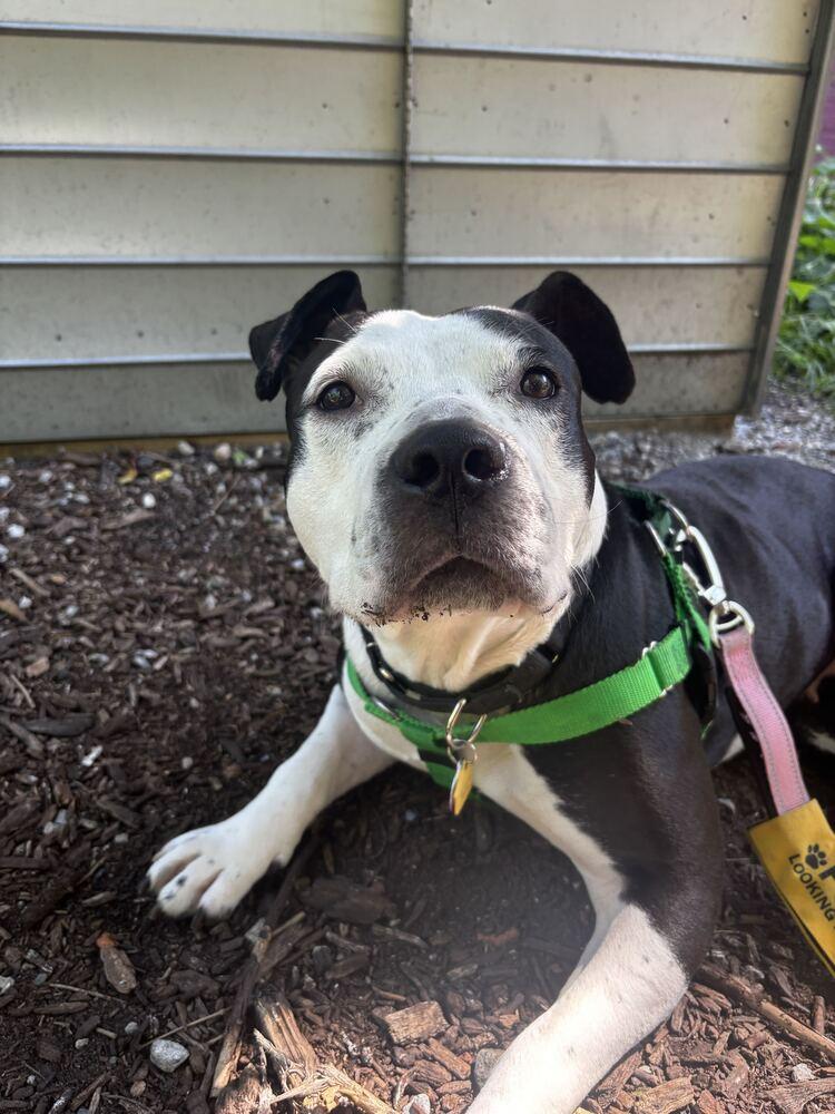 Enlarge Capri, a Adoptable mixed breed in New York, NY image 5/5