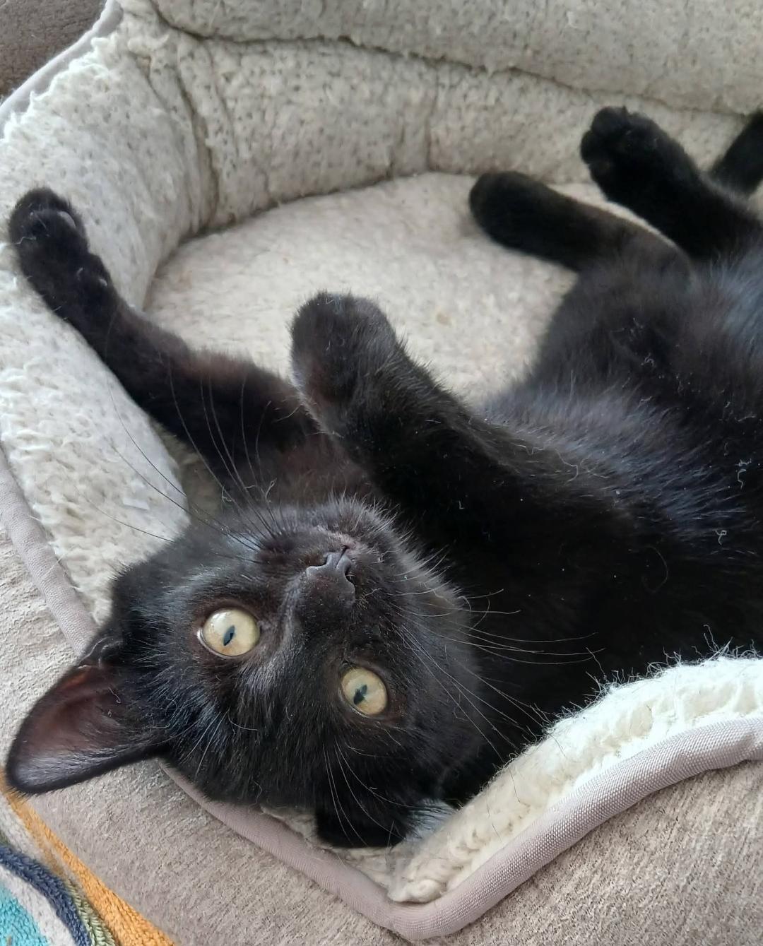 Enlarge Rudy, a ADOPTABLE Domestic Short Hair in Hamilton, ON image 2/2