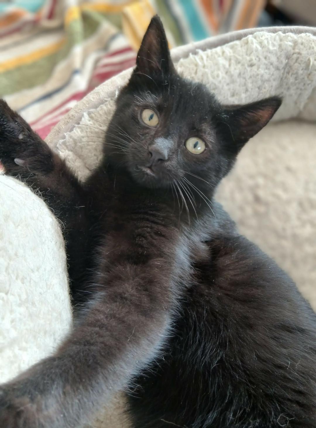 Rudy, ADOPTABLE, Kitten Male Domestic Short Hair.