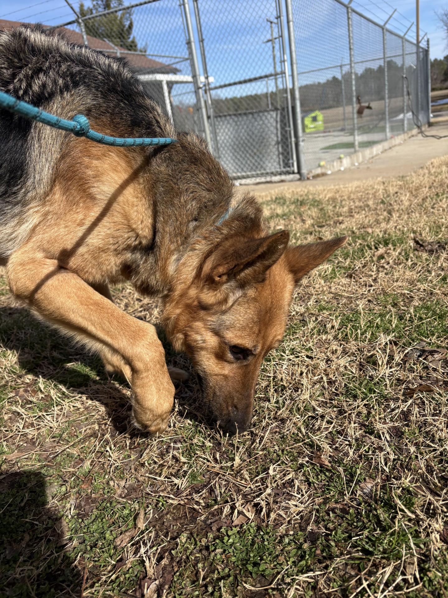 Enlarge Athena, an adopted German Shepherd Dog in Ashland, VA image 2/5
