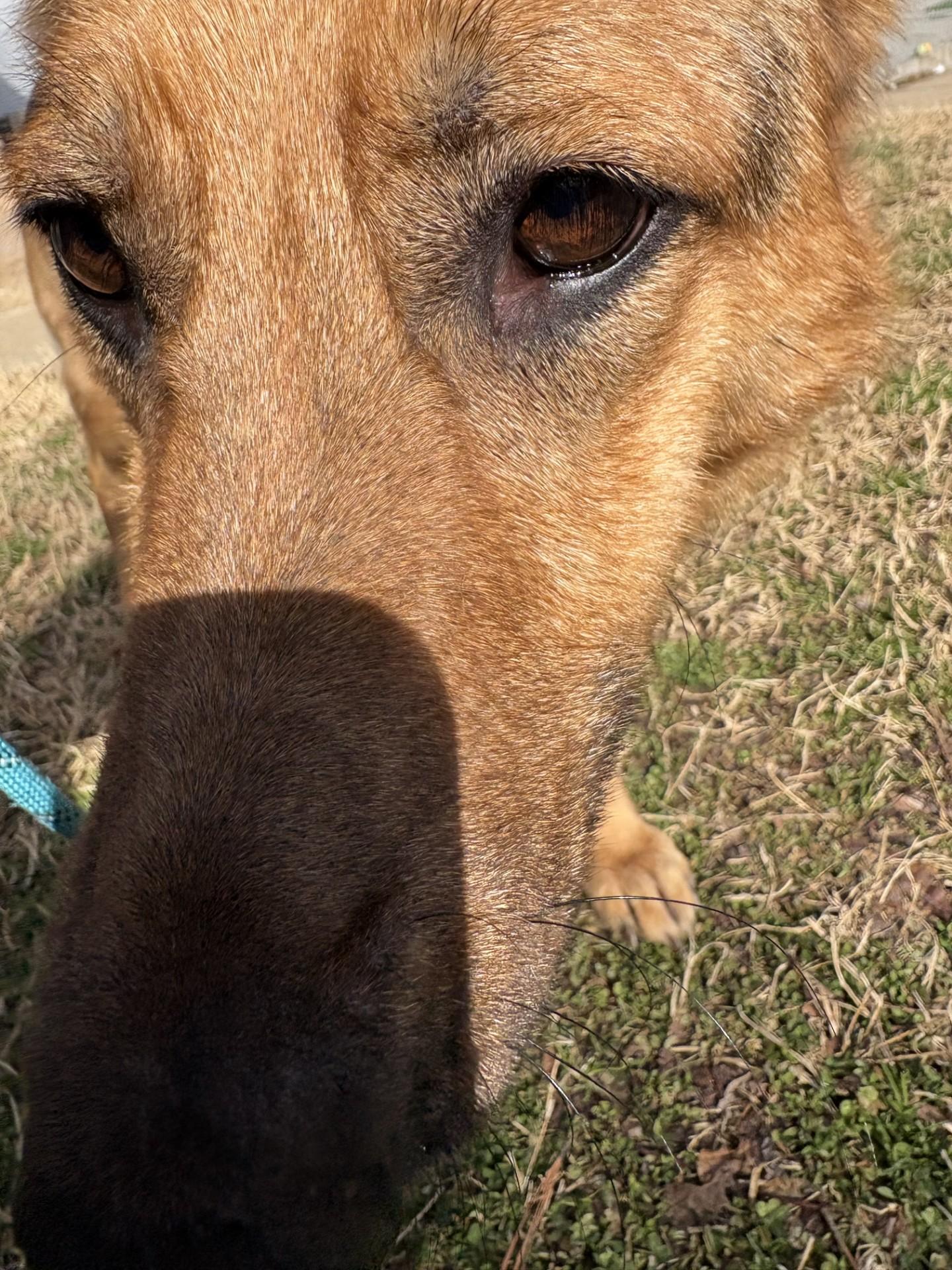 Enlarge Athena, an adopted German Shepherd Dog in Ashland, VA image 4/5