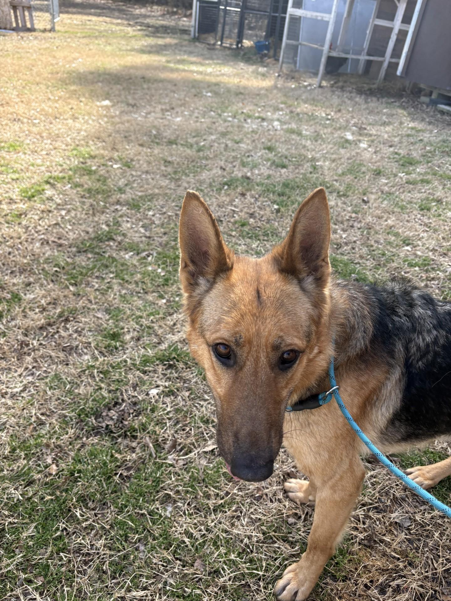 Athena, adopted, Adult Female German Shepherd Dog.