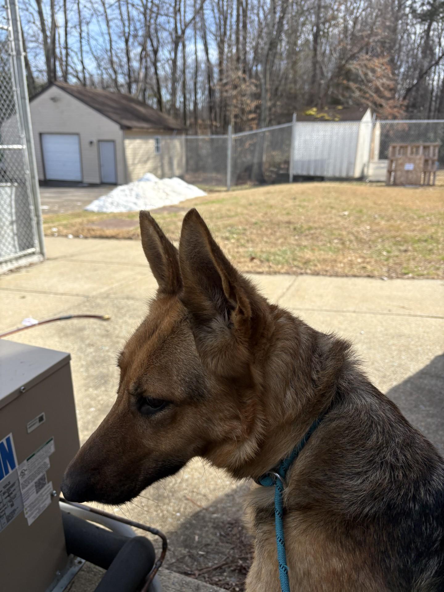Enlarge Athena, an adopted German Shepherd Dog in Ashland, VA image 3/5