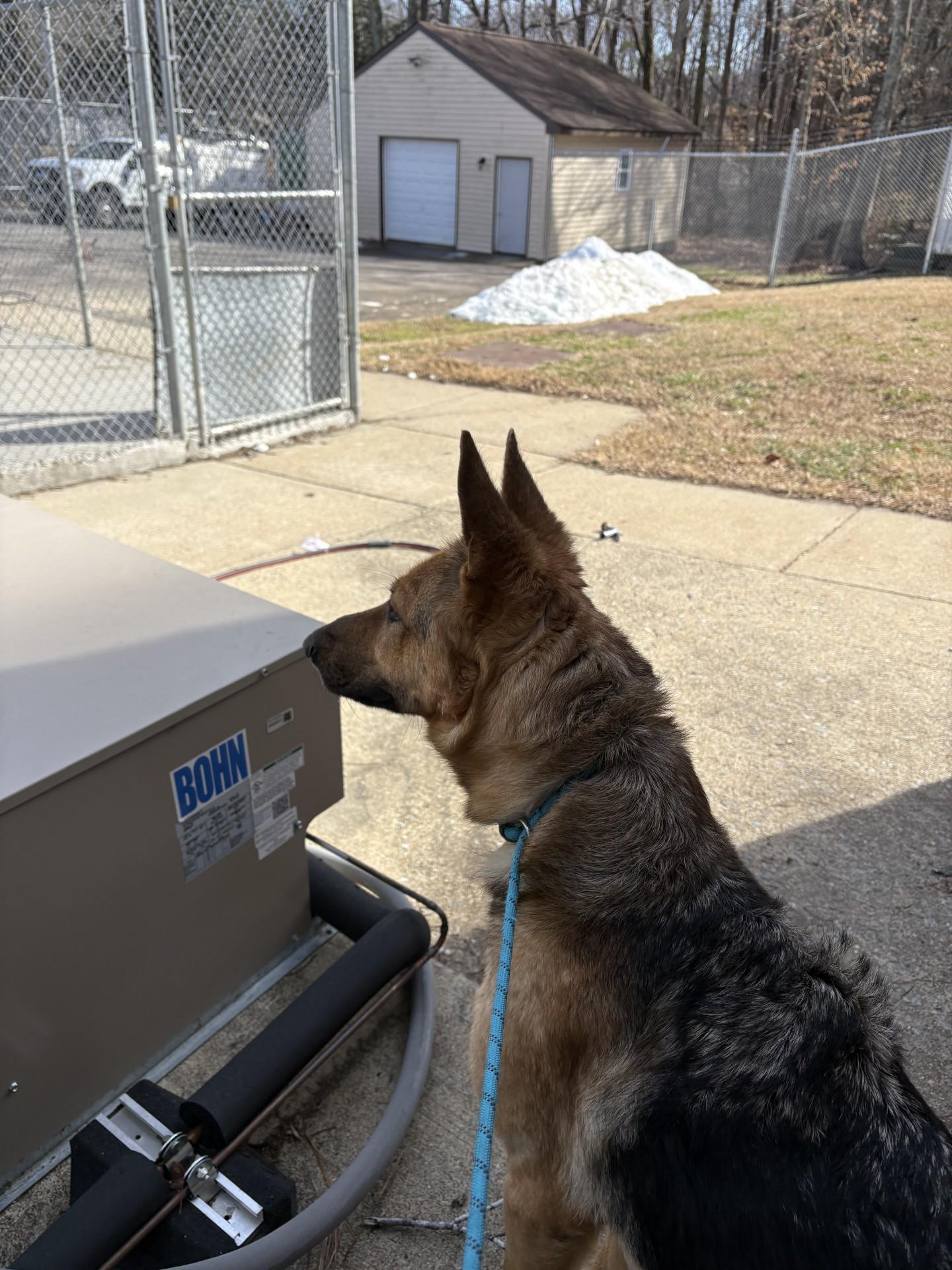 Enlarge Athena, an adopted German Shepherd Dog in Ashland, VA image 5/5