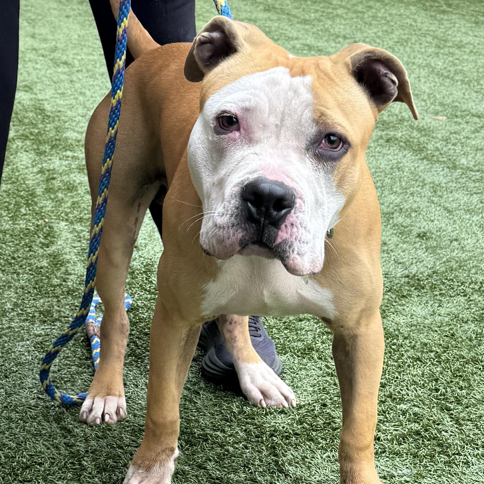 Meet ALBERT - SUCH A NICE DOG - GREAT PERSONALITY, VERY FRIENDLY