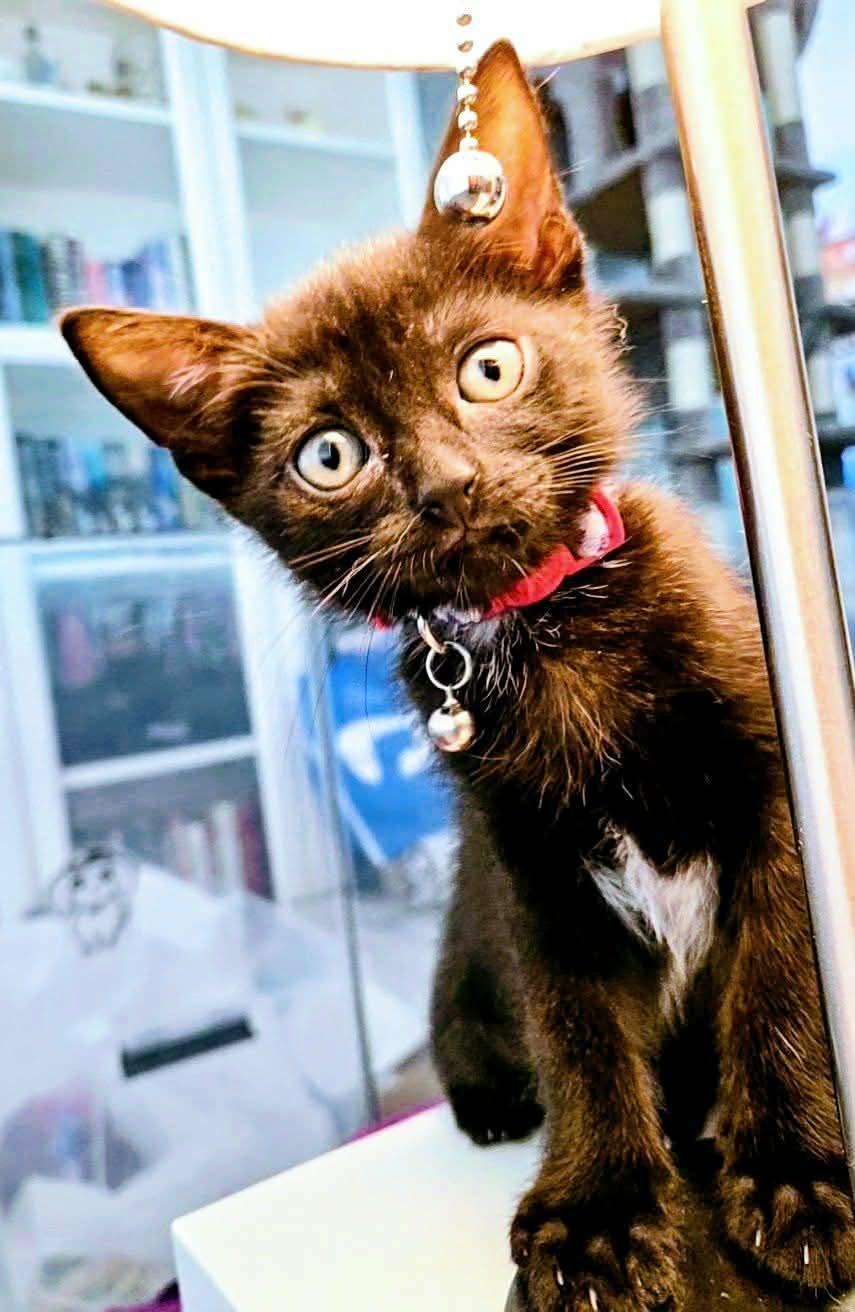 Enlarge KITTY, a ADOPTABLE Domestic Short Hair in Largo, FL image 1/2