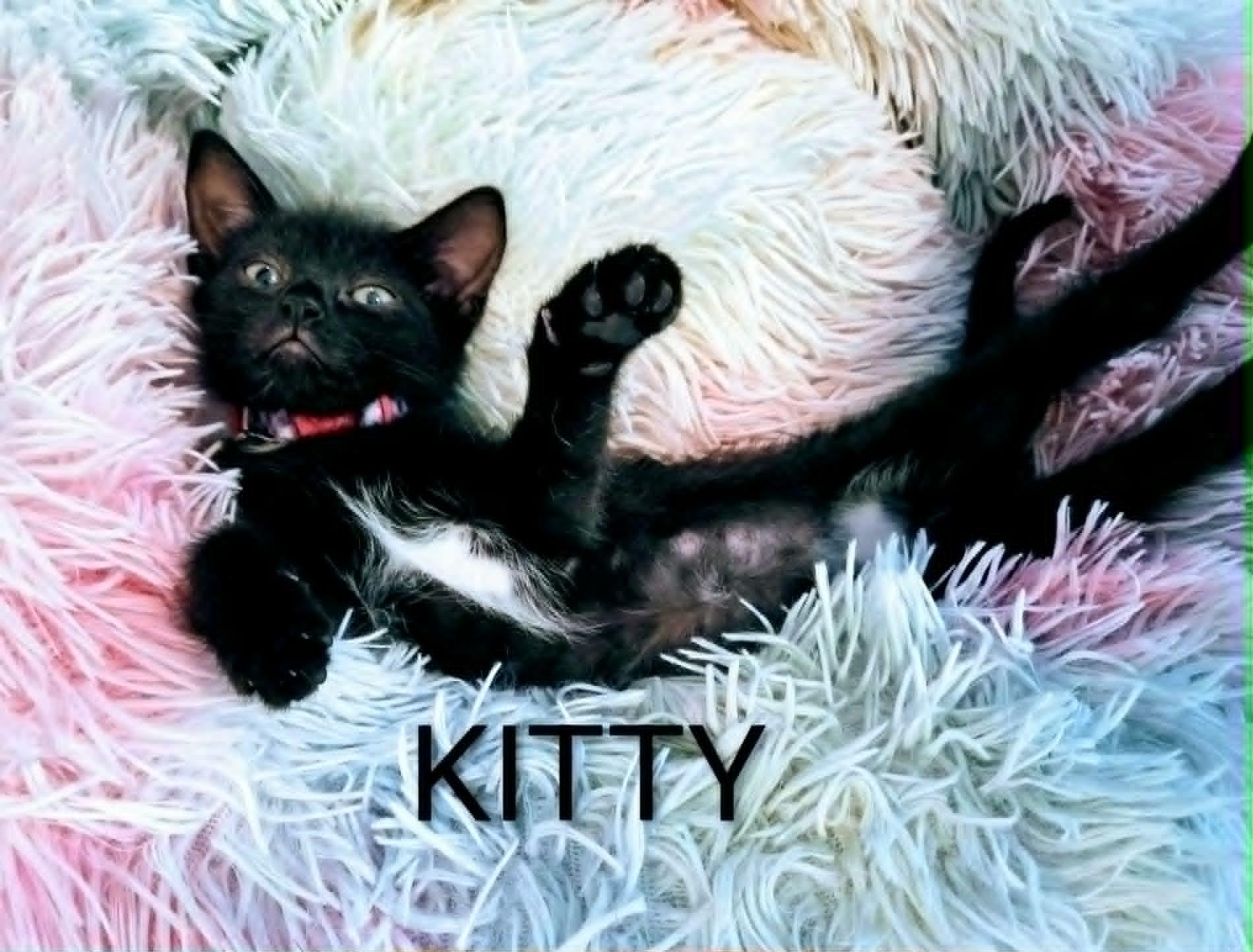 Enlarge KITTY, a ADOPTABLE Domestic Short Hair in Largo, FL image 2/2