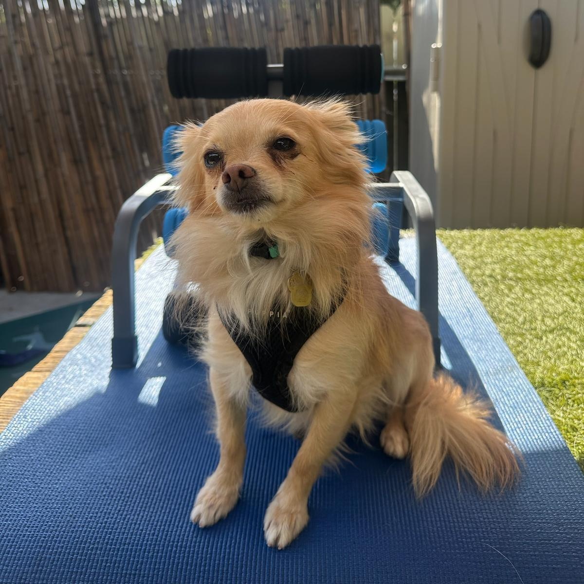 Enlarge Tommy, an adoptable Chihuahua in West Hollywood, CA image 2/5