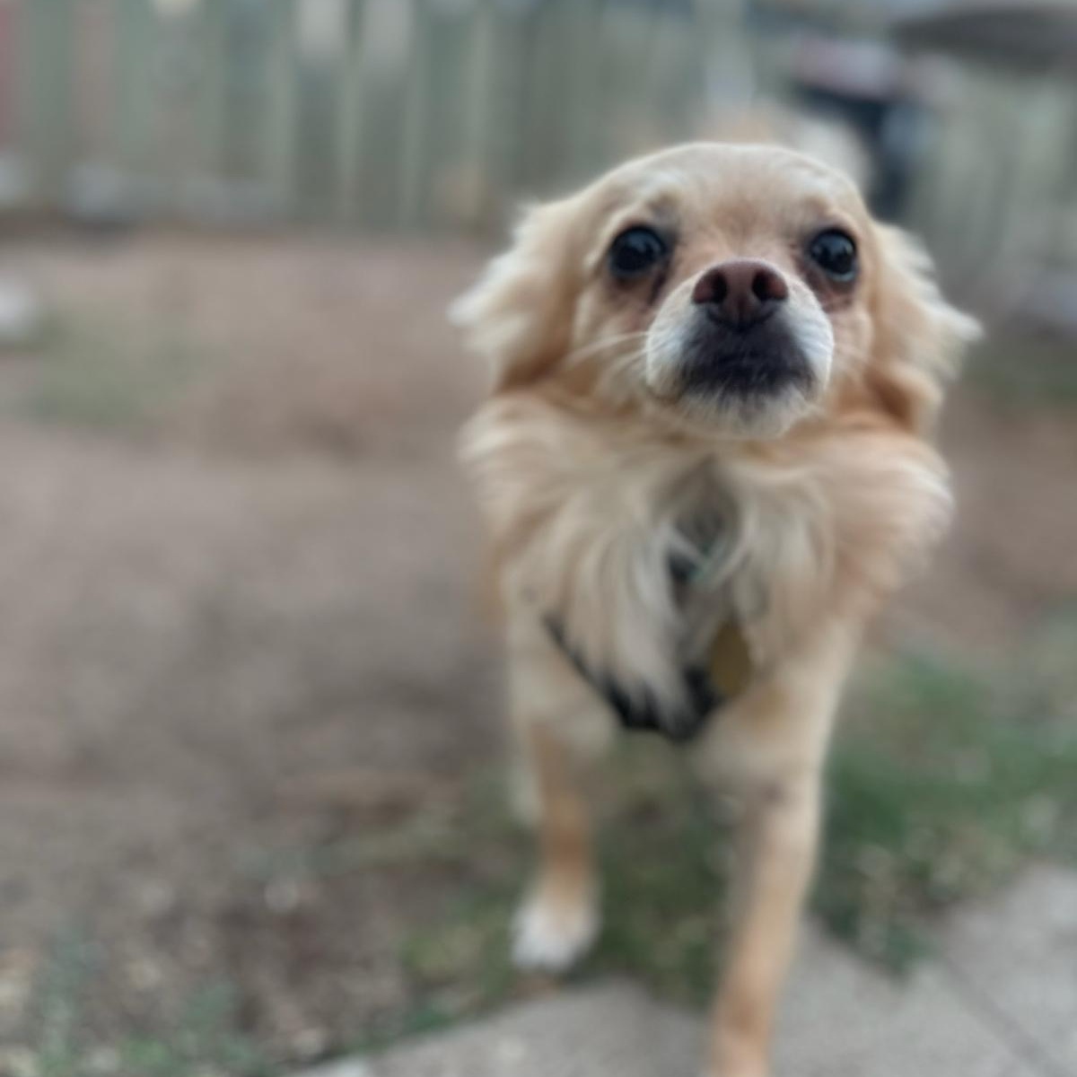 Enlarge Tommy, an adoptable Chihuahua in West Hollywood, CA image 3/5