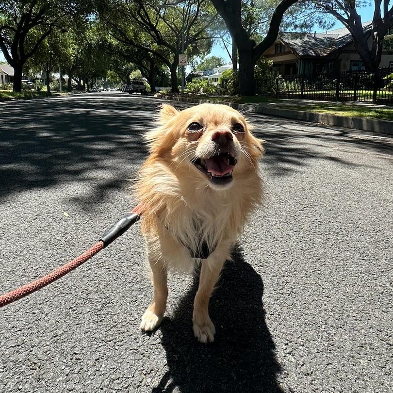 Tommy, adoptable, Young Male Chihuahua.