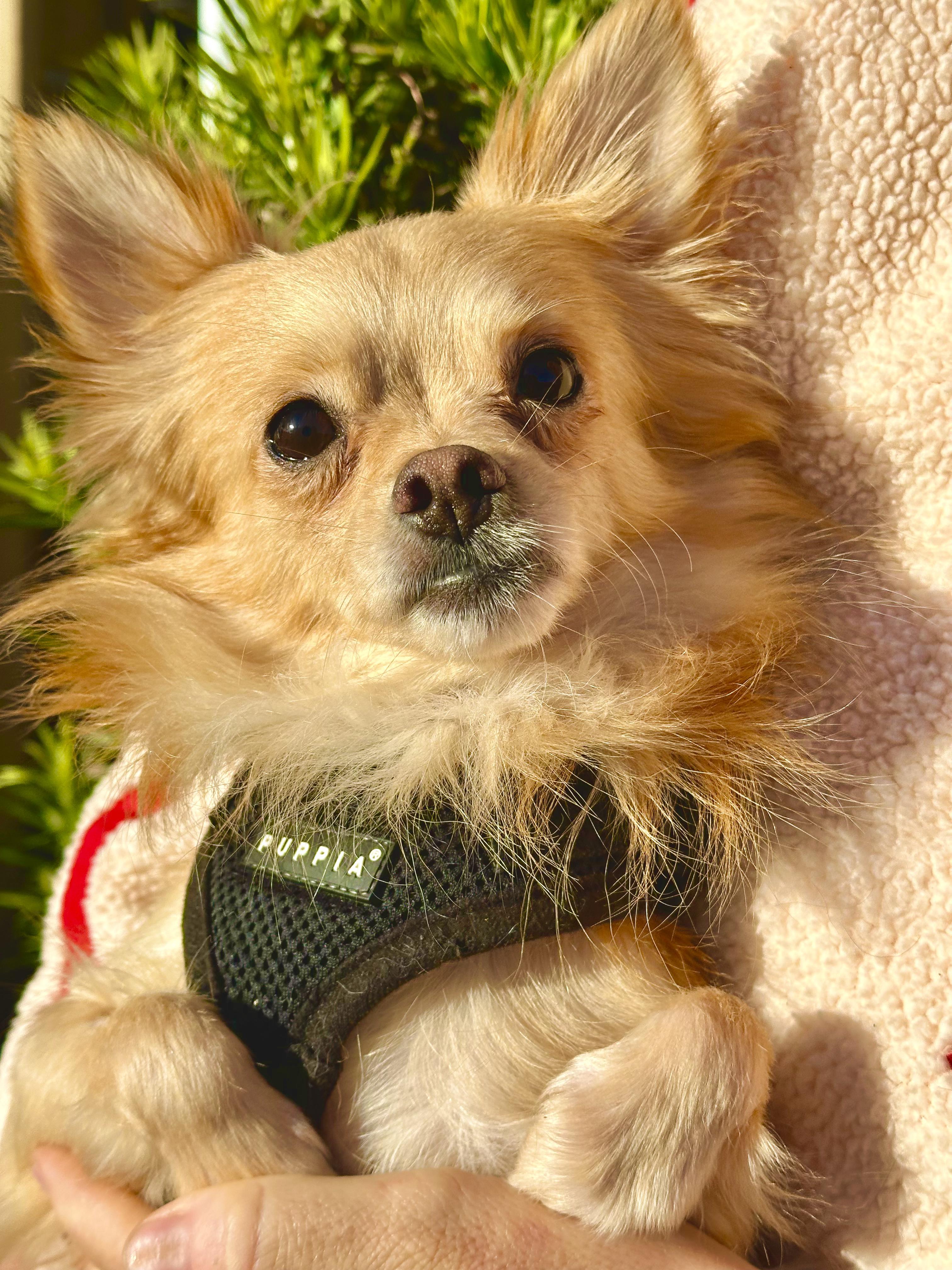 Tommy, ADOPTABLE, Young Male Chihuahua.