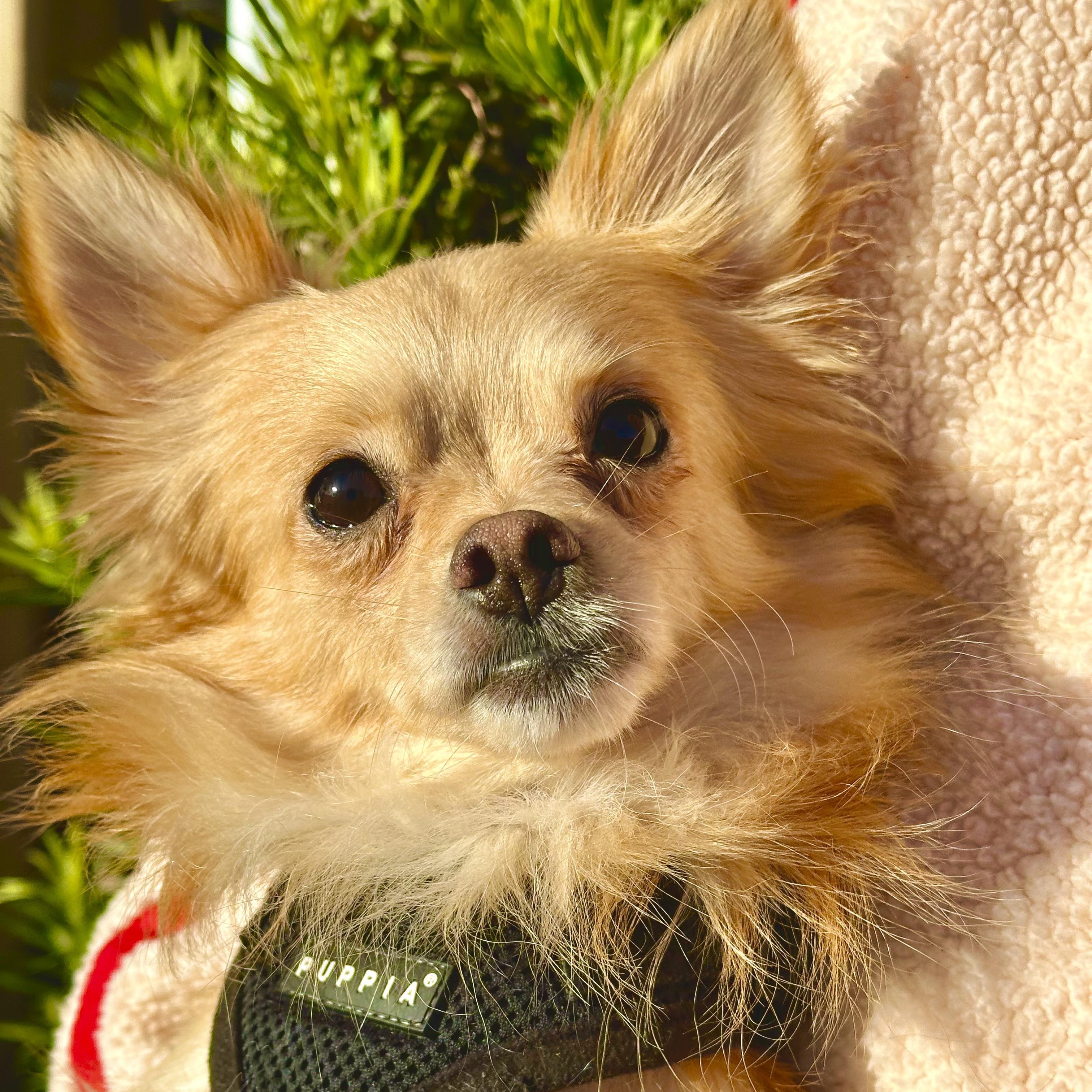 Enlarge Tommy, an adoptable Chihuahua in West Hollywood, CA image 5/5