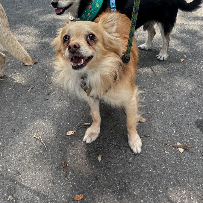 Enlarge Tommy, an adoptable Chihuahua in West Hollywood, CA image 4/5