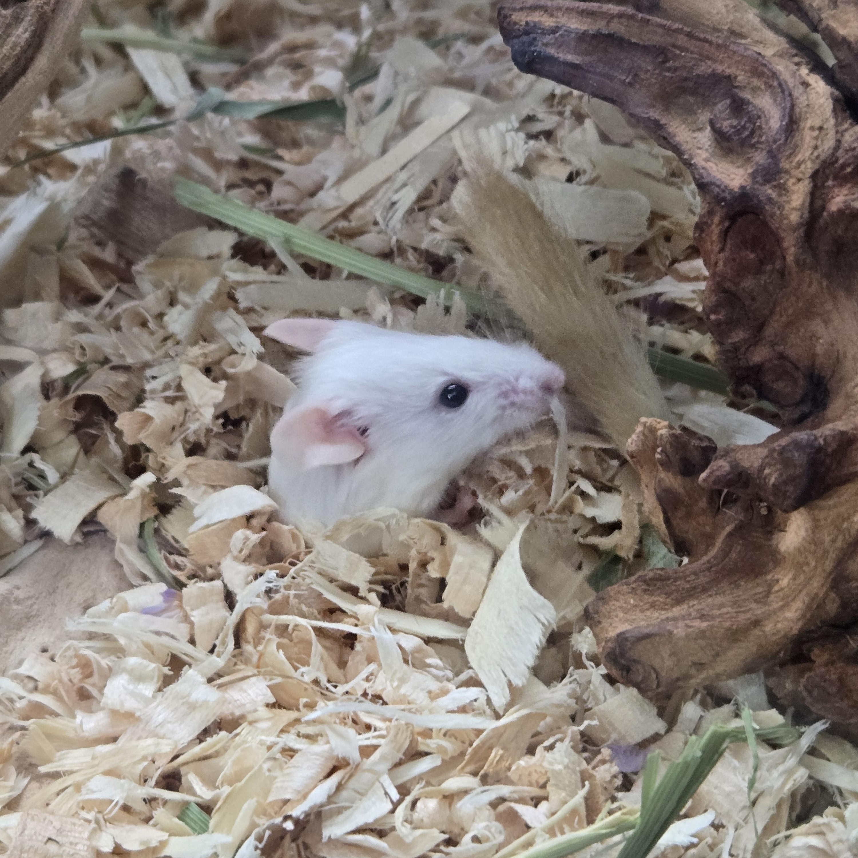 Enlarge Milktank & Blue Cheese, an adopted Mouse in Modesto, CA image 1/2