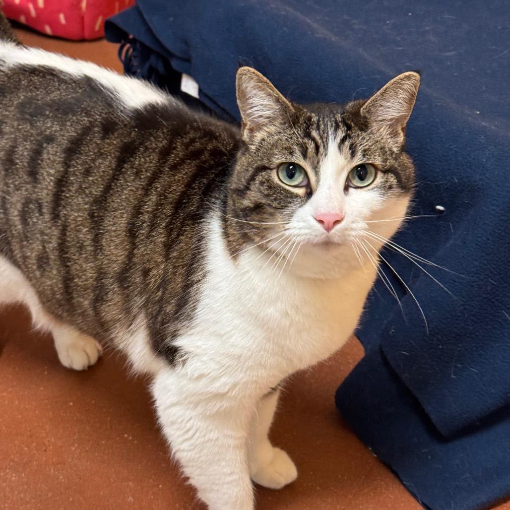 Enlarge Corbyn, a Adoptable Domestic Short Hair in Santa Barbara, CA image 1/4
