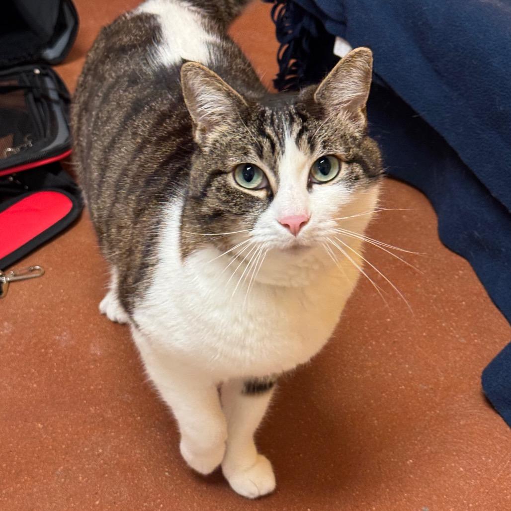 Enlarge Corbyn, a Adoptable Domestic Short Hair in Santa Barbara, CA image 2/4