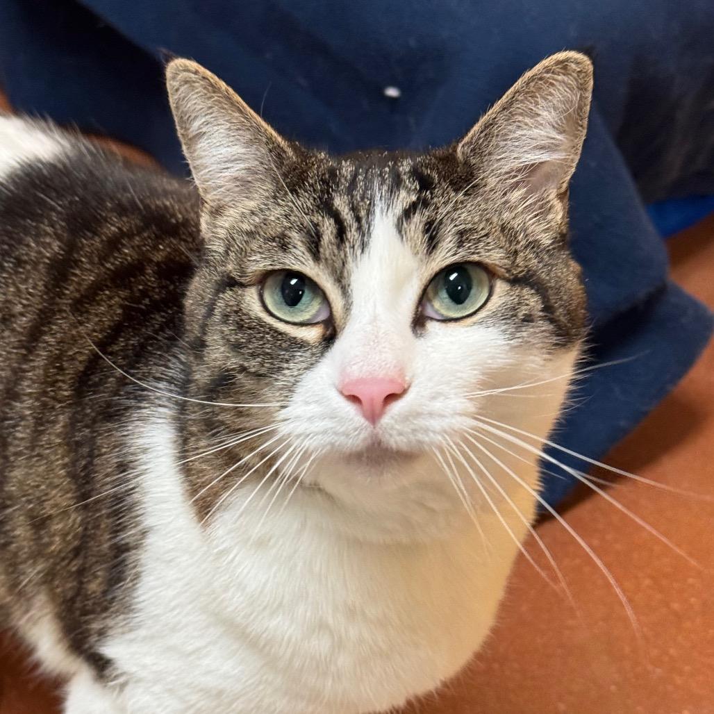 Enlarge Corbyn, a Adoptable Domestic Short Hair in Santa Barbara, CA image 3/4