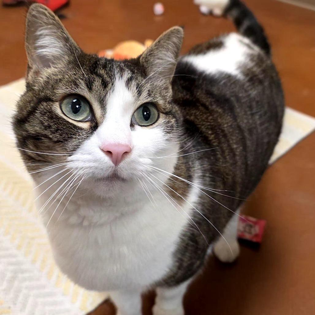 Enlarge Corbyn, a Adoptable Domestic Short Hair in Santa Barbara, CA image 4/4