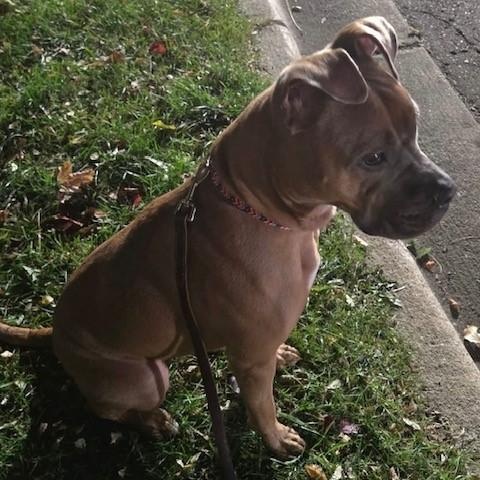 Enlarge Lizzie, a Adoptable mixed breed in Westland, MI image 4/6