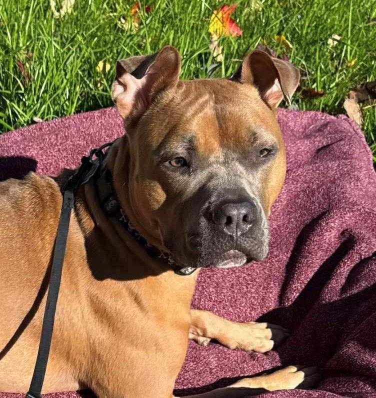 Enlarge Lizzie, a Adoptable mixed breed in Westland, MI image 1/6