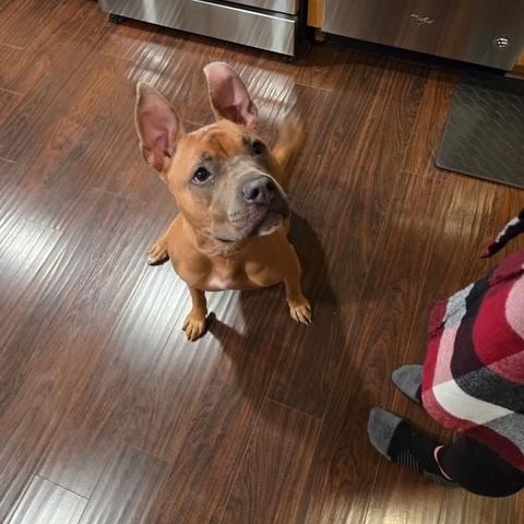 Enlarge Lizzie, a Adoptable mixed breed in Westland, MI image 5/6